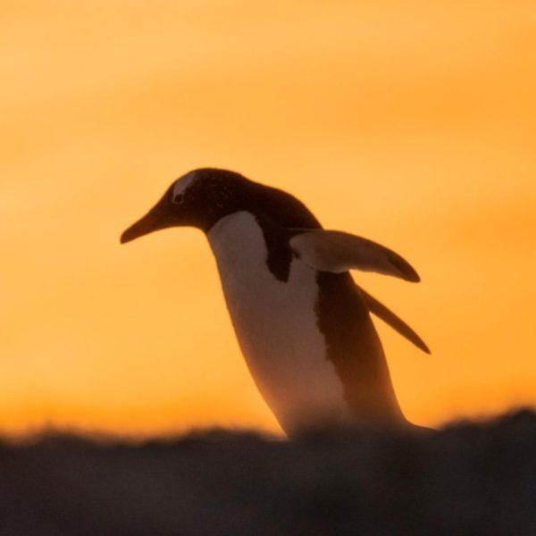 penguin1