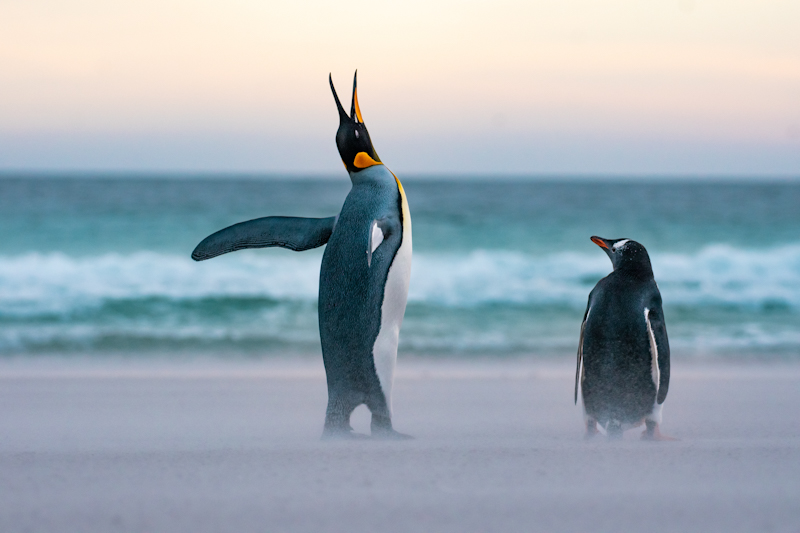 penguin